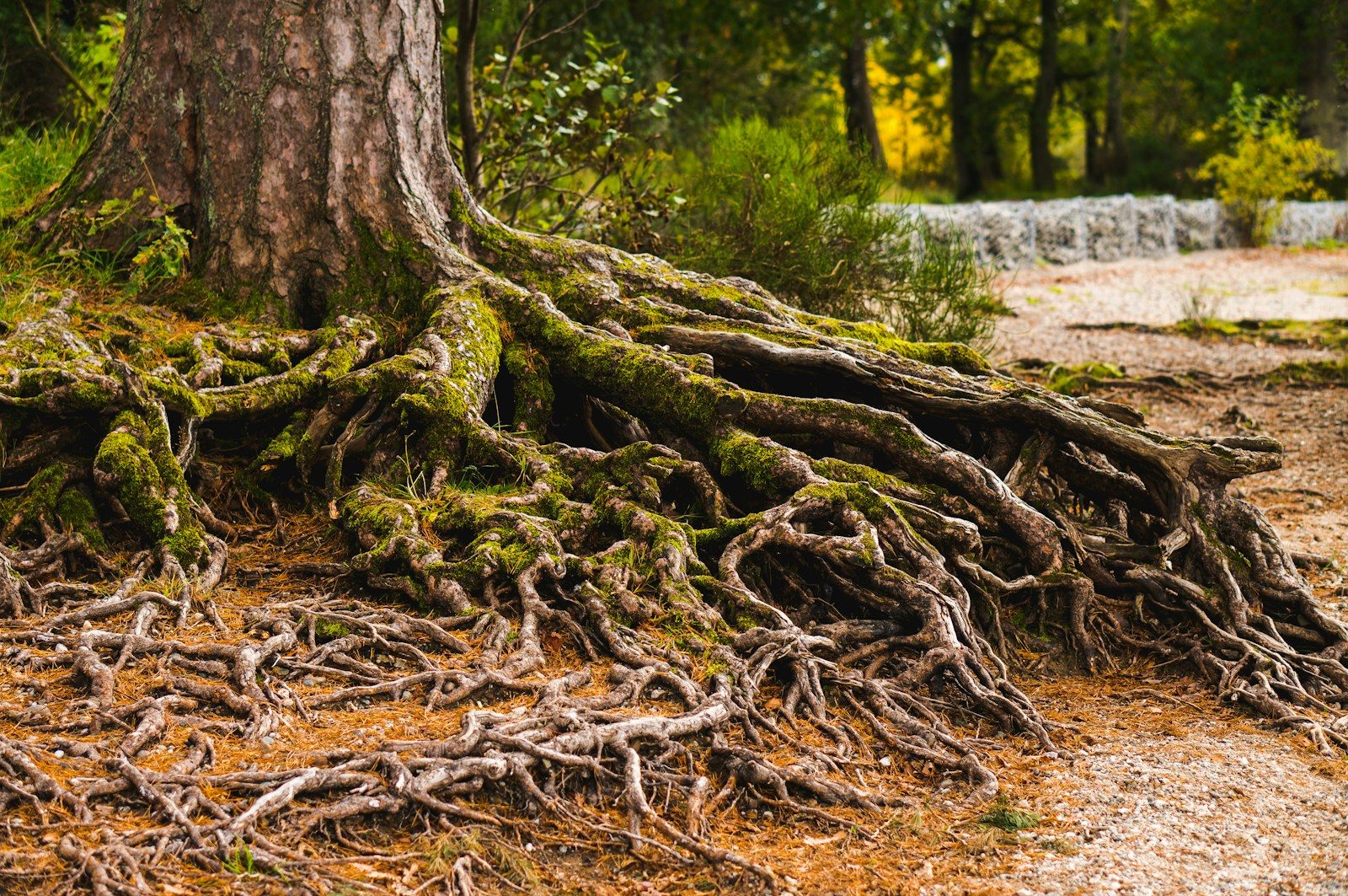 Le r&ocirc;le des racines des arbres dans la survie des sols