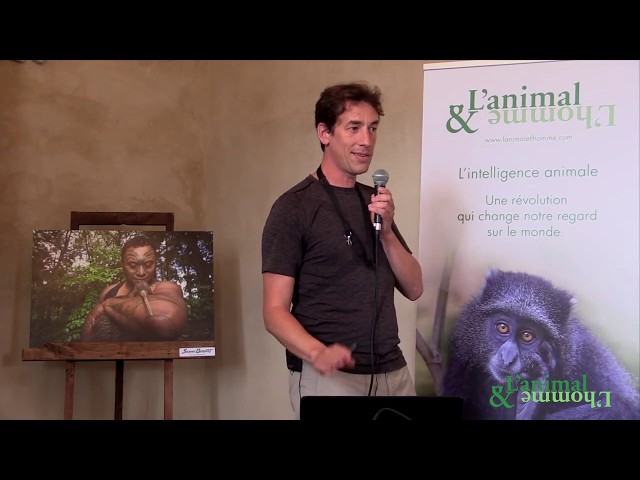 L&rsquo;intelligence des chauves souris